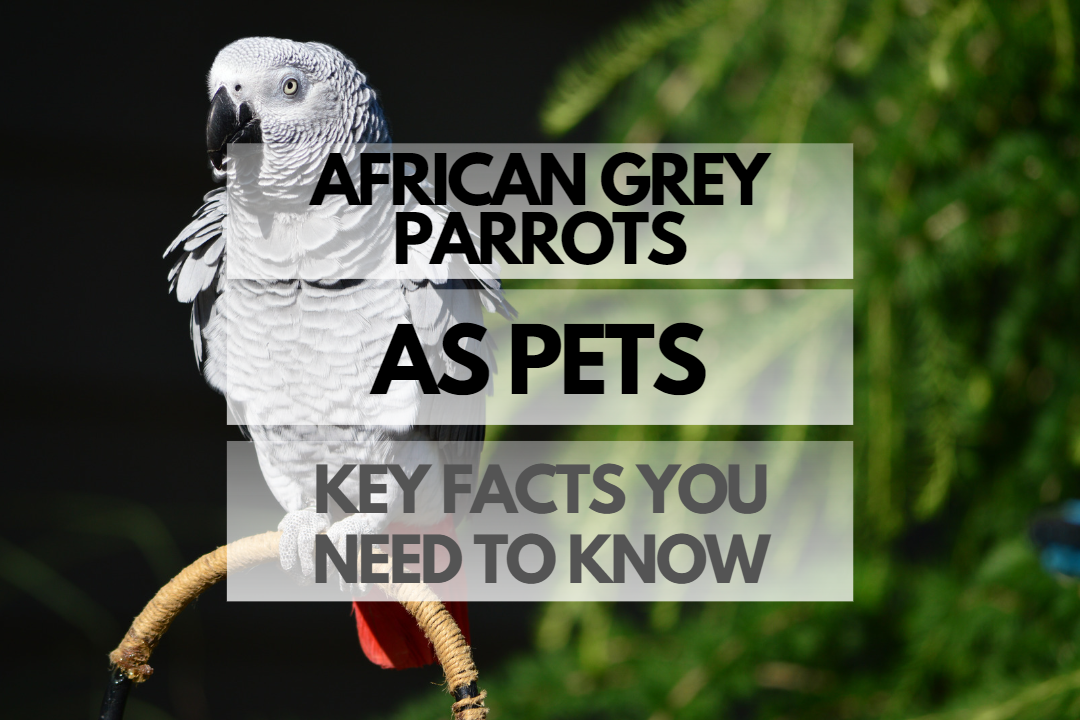 Pet African Grey Parrot