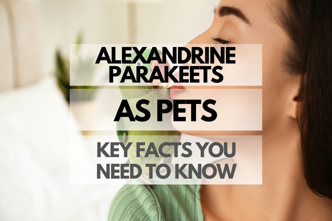 Pet Alexandrine Parakeet