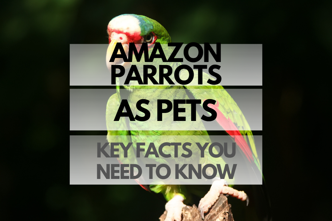 Pet Amazon Parrot
