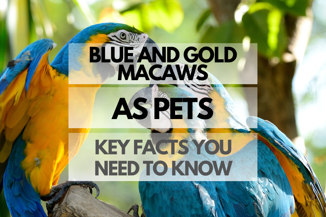 Pet Blue and Gold Macaw