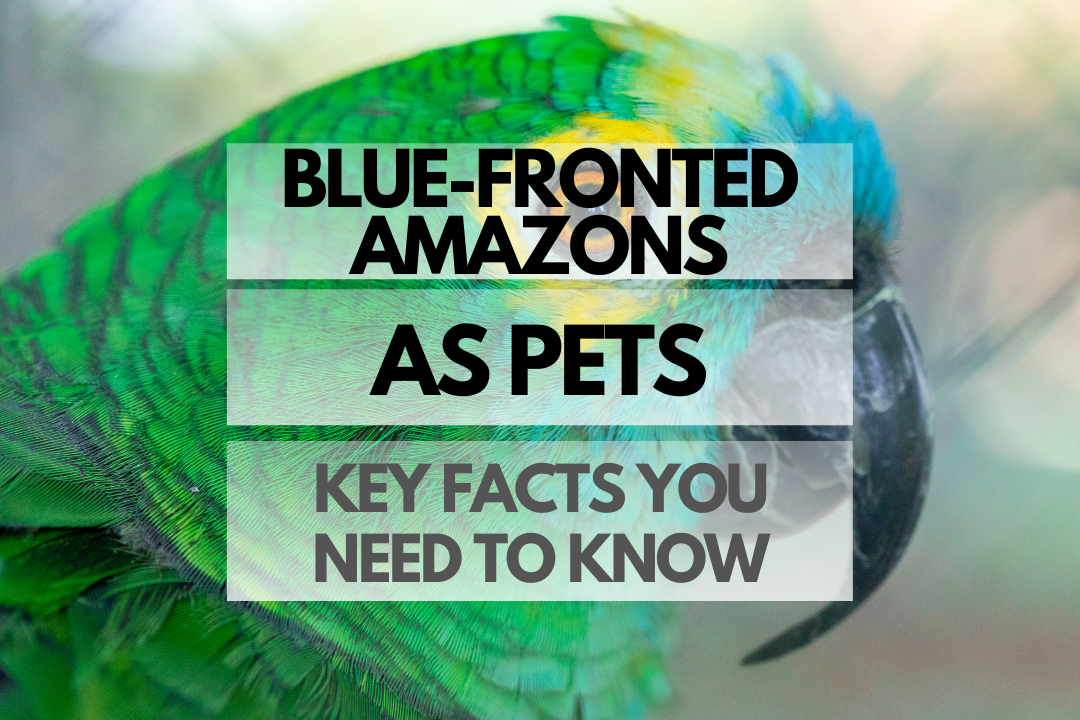 Pet Blue-fronted Amazon