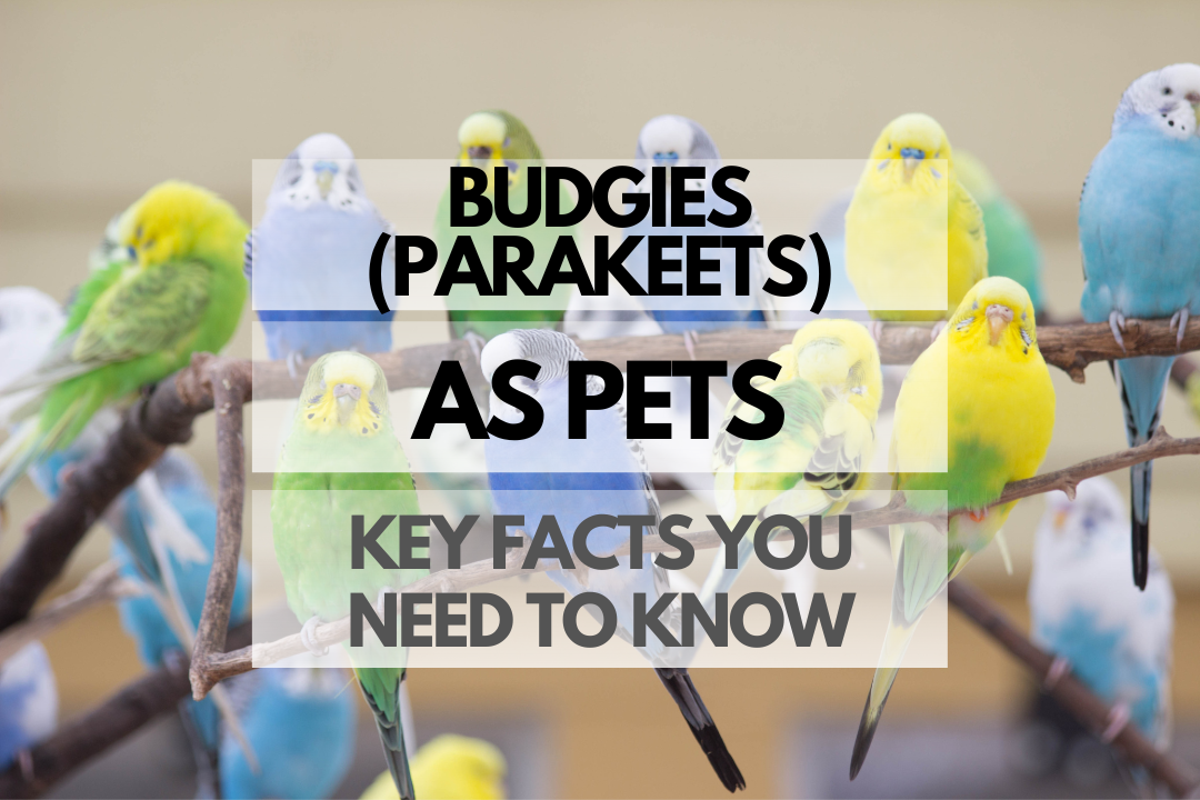 Pet Budgie (Parakeet)