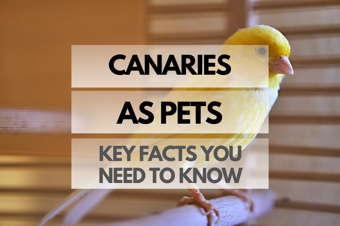 Pet Canary