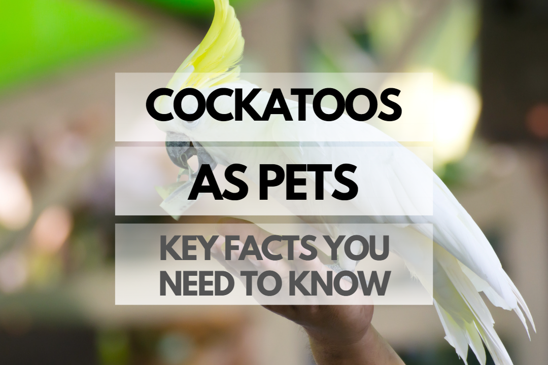 Pet Cockatoo