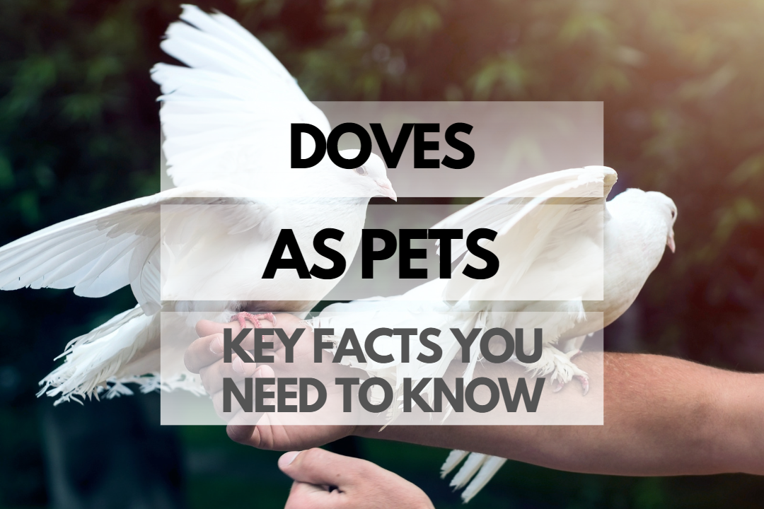 Pet Dove