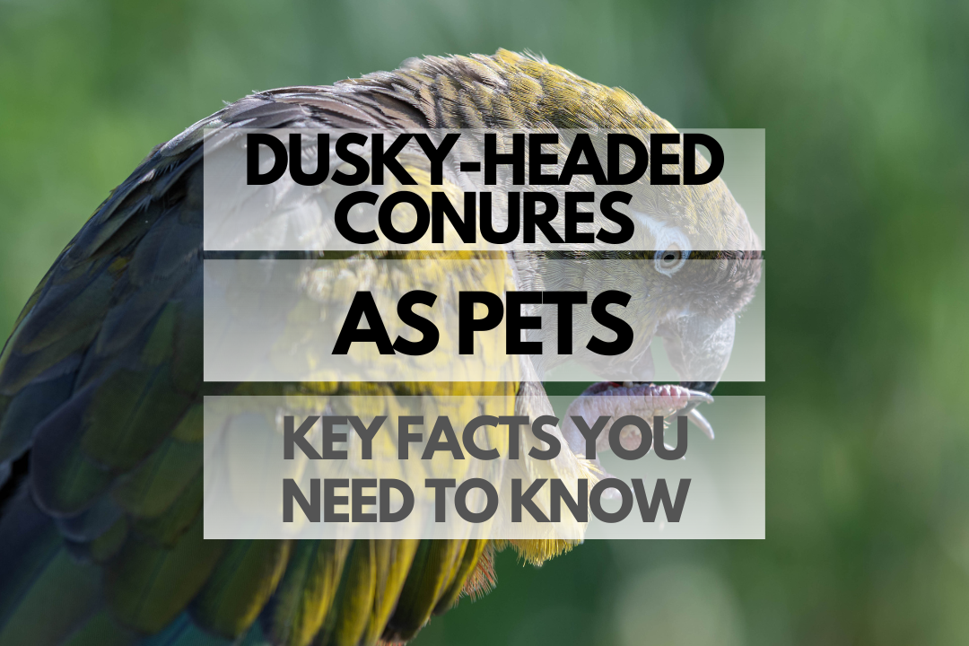 Dusky-headed Conures as Pets: What You Need to Know - Birds as Pets