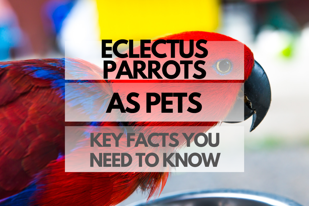 Pet Eclectus Parrot