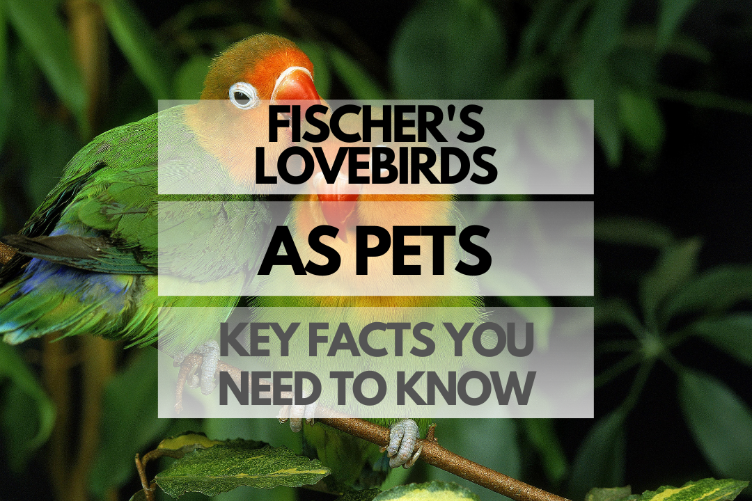 Pet Fischer's Lovebird