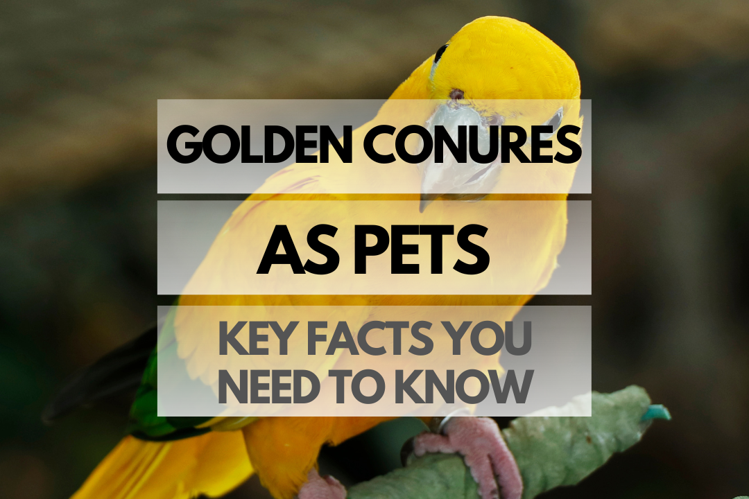 Pet Golden Conure