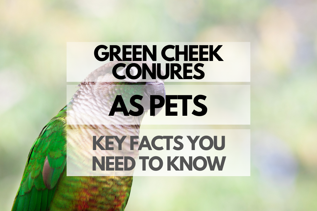 Pet Green Cheek Conure