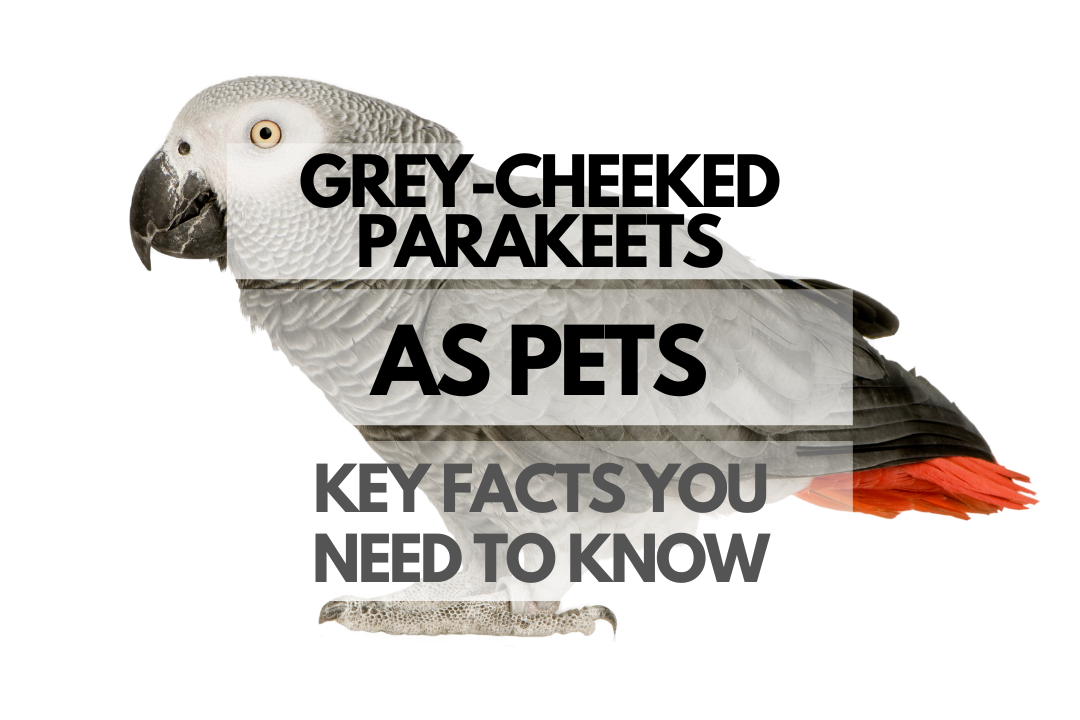 Pet Grey-cheeked Parakeet