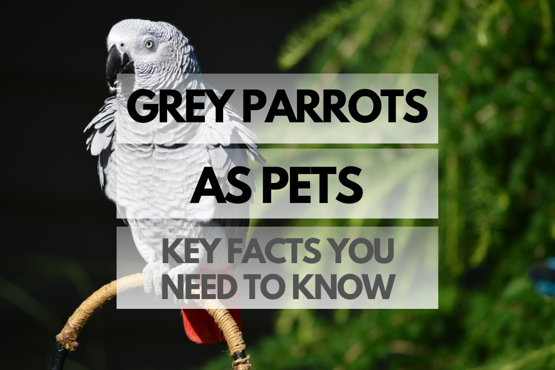 Pet Grey Parrot