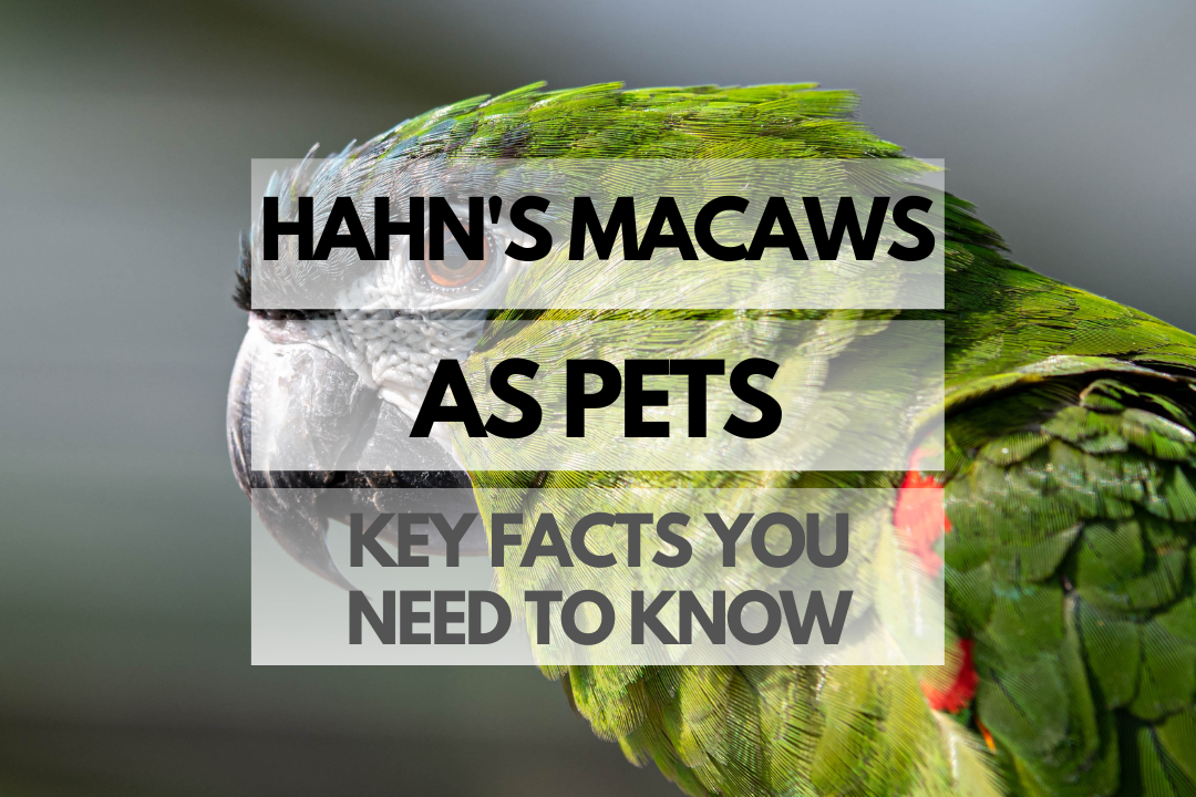Pet Hahn's Macaw