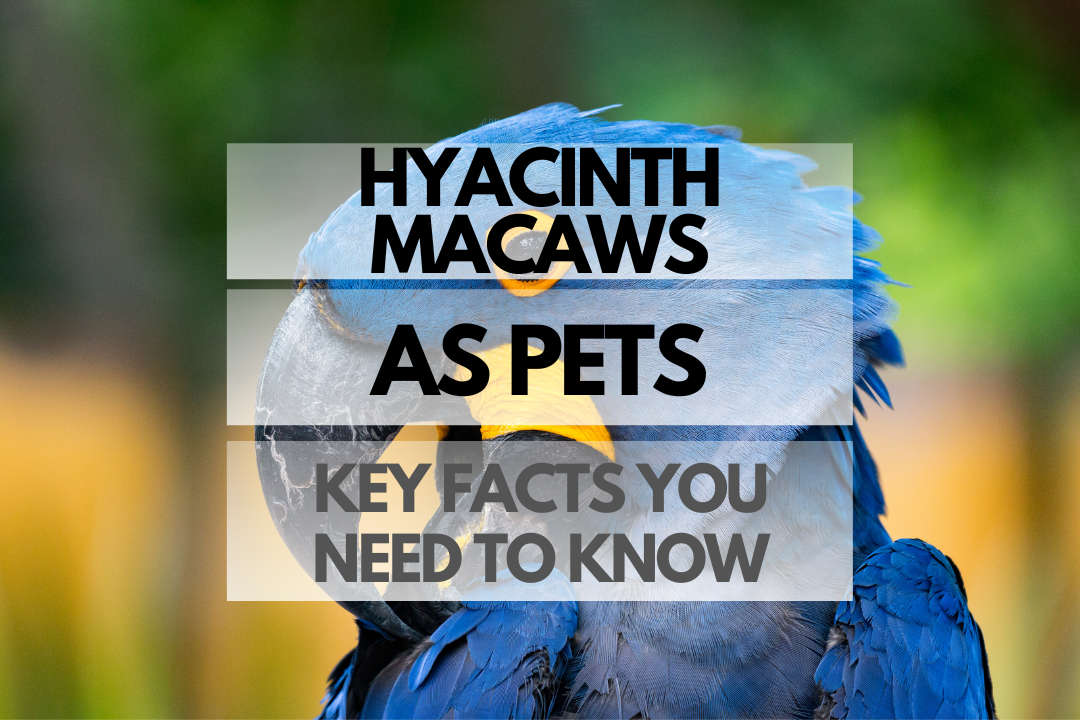 Pet Hyacinth Macaw
