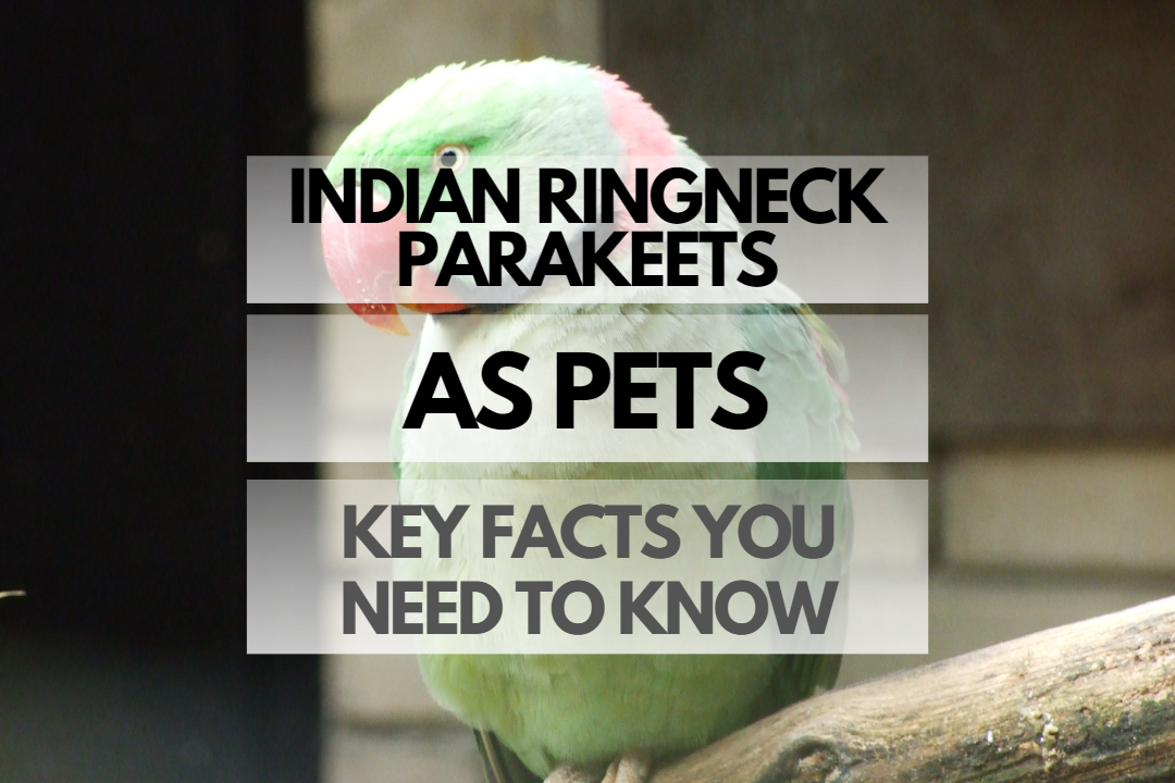 Pet Indian Ringneck Parakeet