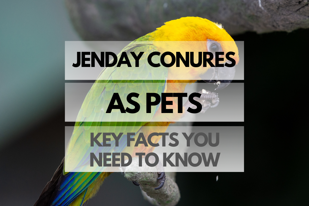 Pet Jenday Conure