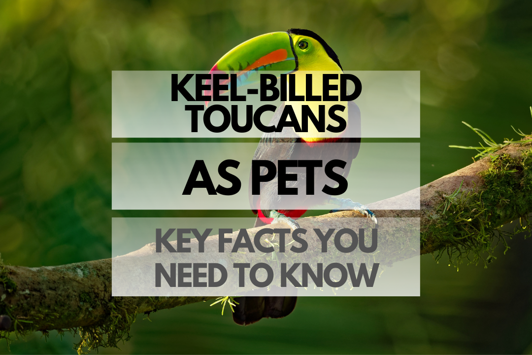 Pet Keel-billed Toucan