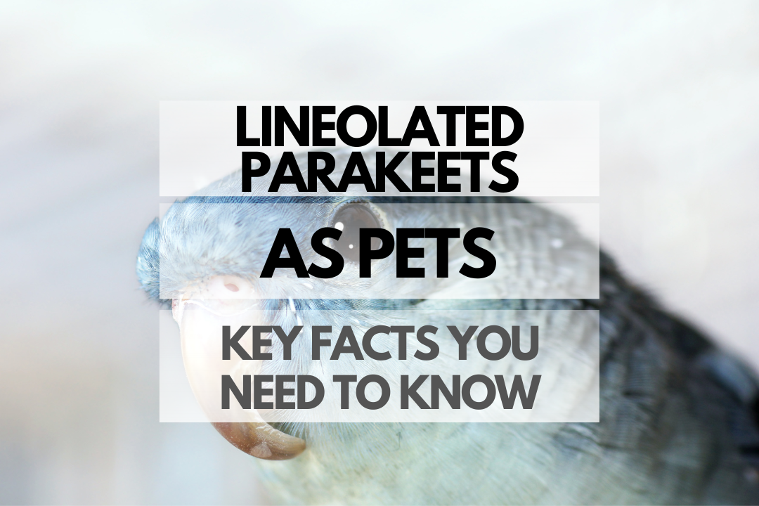 Pet Lineolated Parakeet