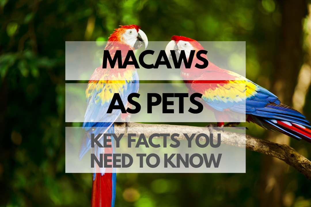 Pet Macaw