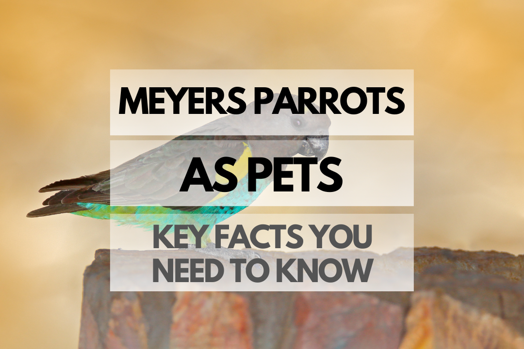 Pet Meyers Parrot
