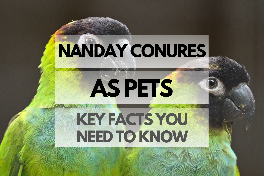 Pet Nanday Conure