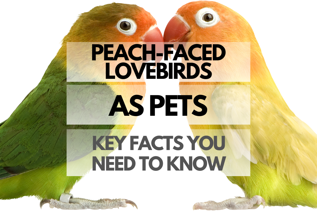 Pet Peach-faced Lovebird