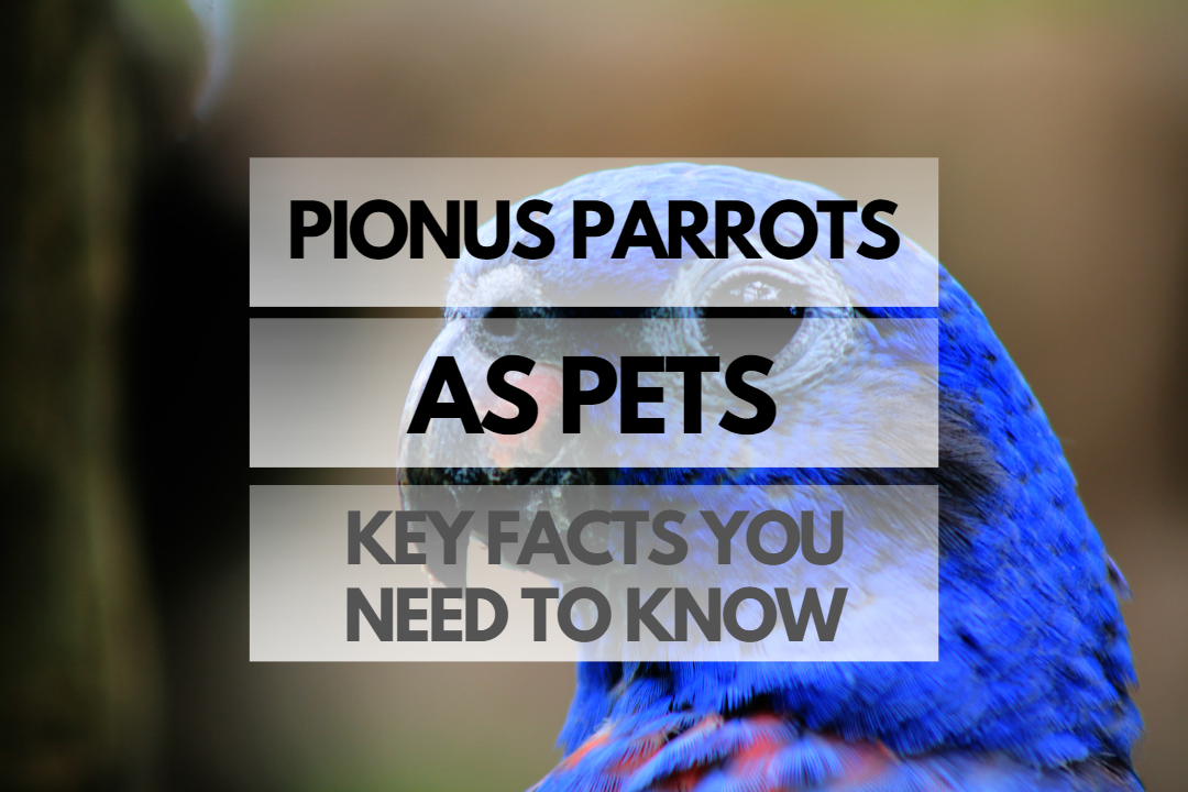 Pet Pionus Parrot