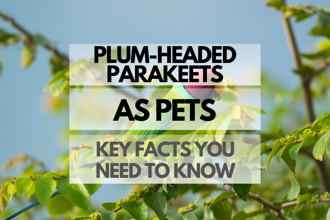 Pet Plum-headed Parakeet