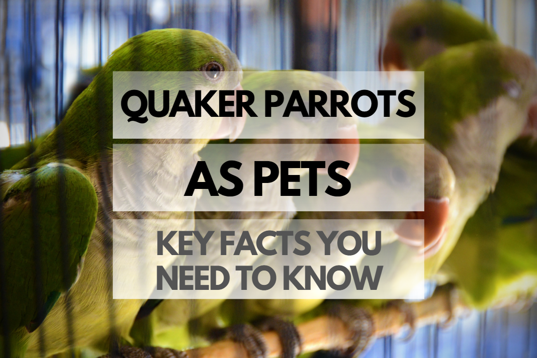 Pet Quaker Parrot