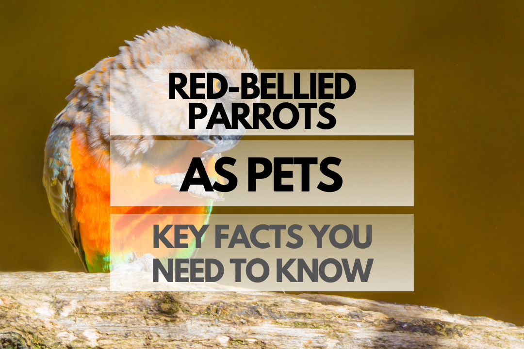 Pet Red-bellied Parrot