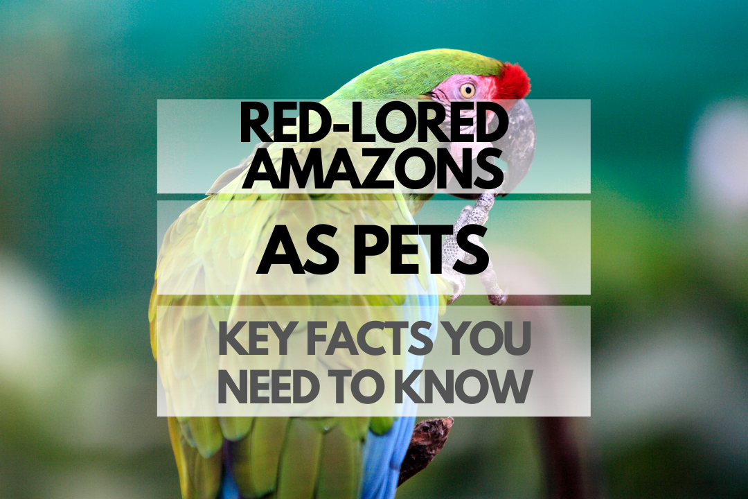 Pet Red-lored Amazon