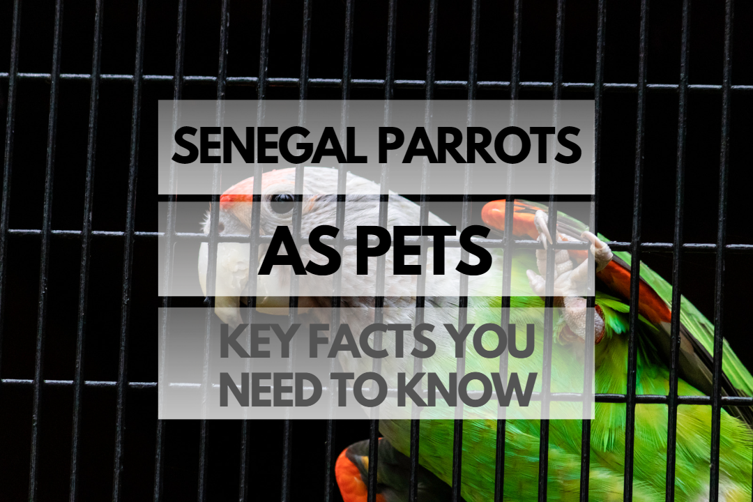 Pet Senegal Parrot