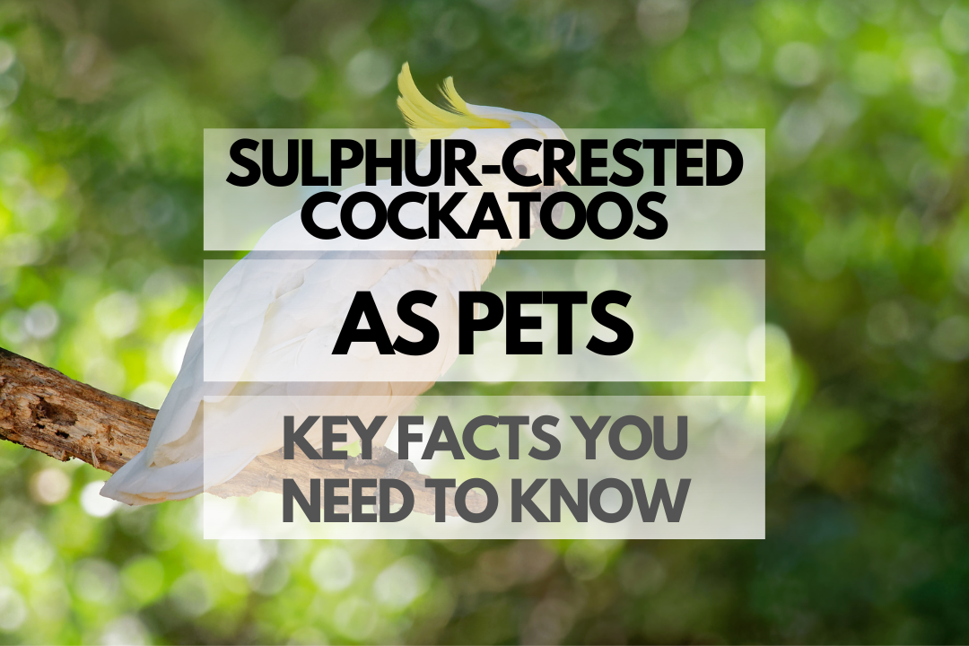 Pet Sulphur-crested Cockatoo