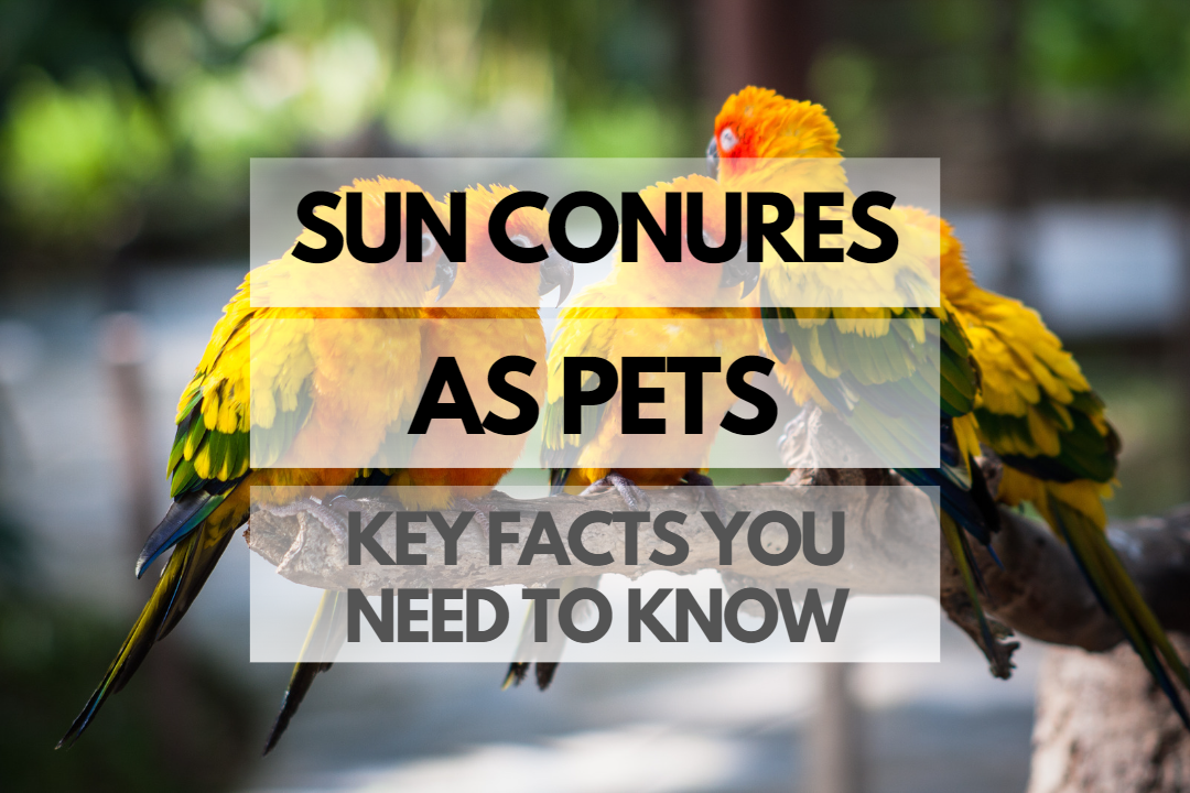 Pet Sun Conure
