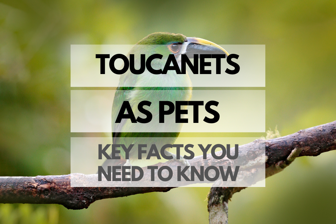 Pet Toucanet