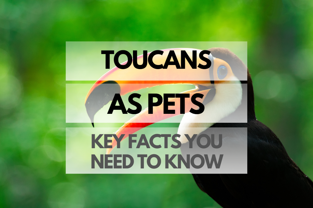 Pet Toucan