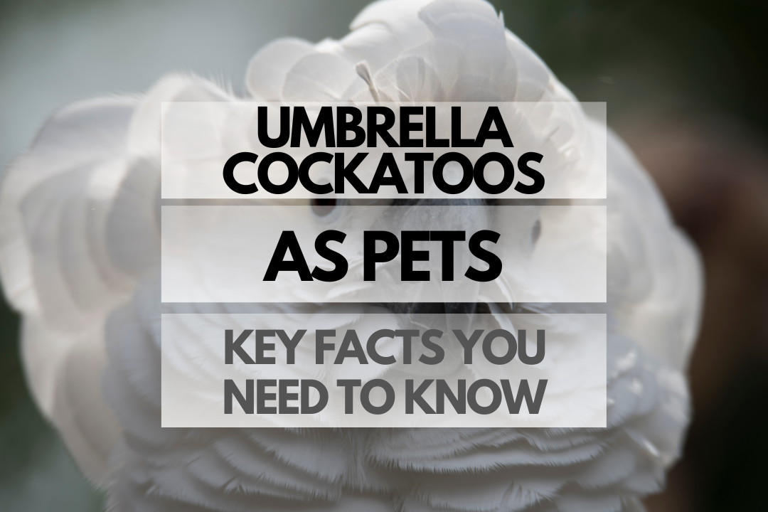Pet Umbrella Cockatoo