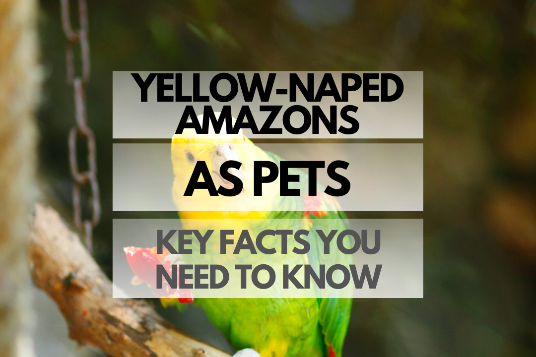 Pet Yellow-naped Amazon